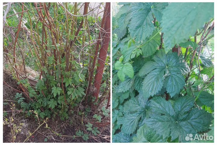 Хмель пивной и многолетние пряные травы. Саженцы