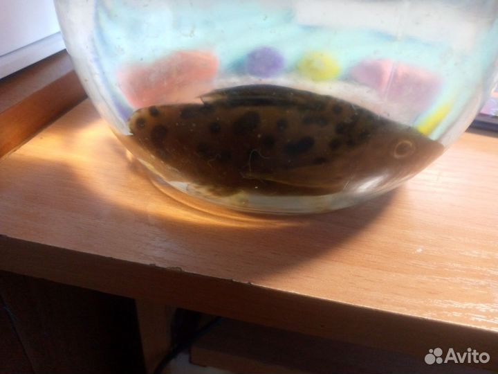 Сом Синодонтис