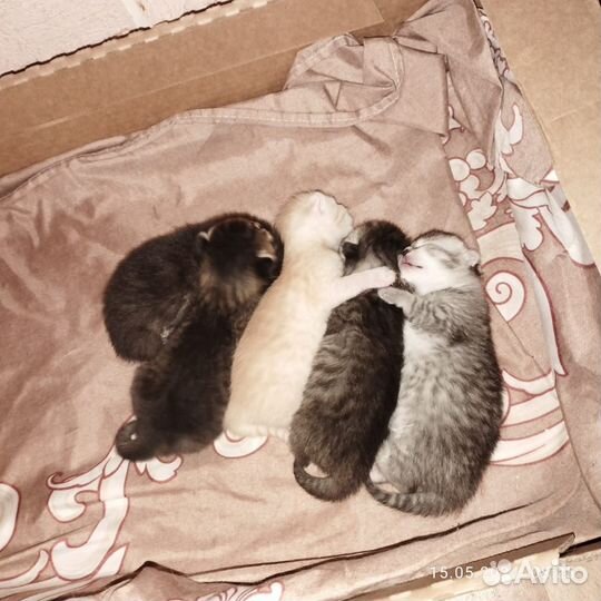 Британские котята