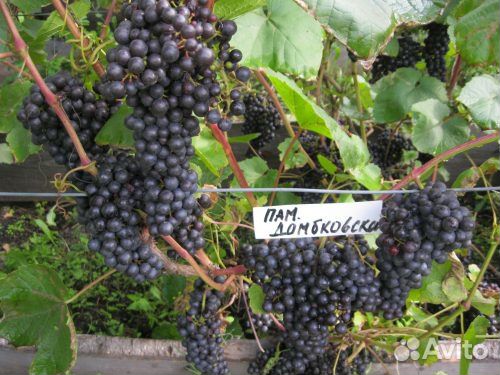 Виноград. Саженцы