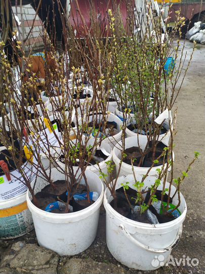 Плод Саженцы Деревьев и Кустарников. Розы кустовые