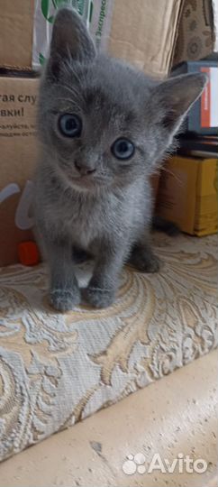 Котята в дар бесплатно