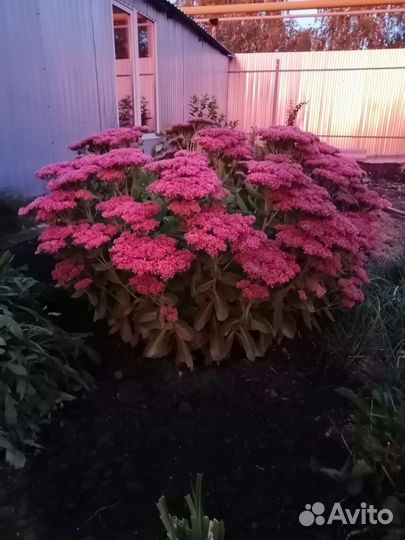 Многолетники неприхотливые