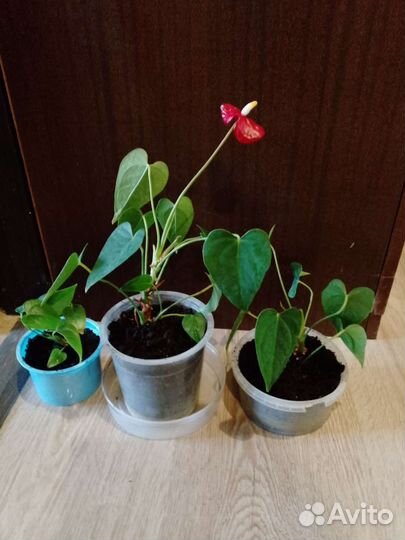 Комн цветы
