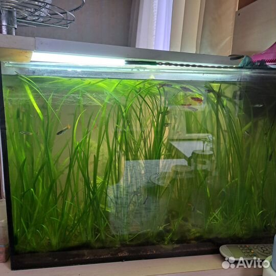 Аквариум