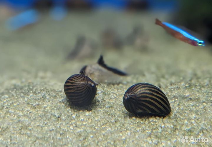Продам полезных улиток для аквариума