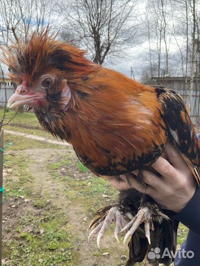 Павловские куры