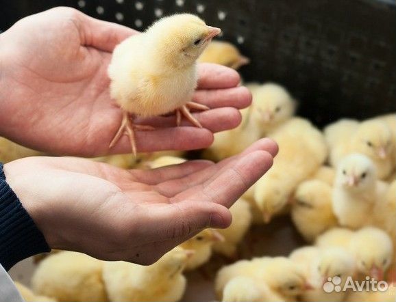 Куры несушки.Цыплята бройлеры.Петух.Мулард.Гусята