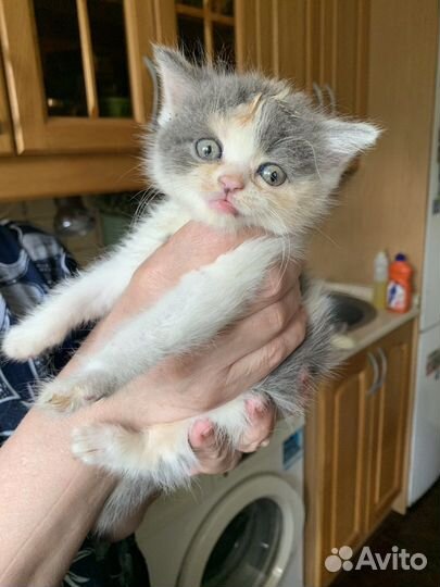 Котенок в добрые руки бесплатно