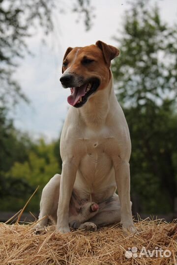 Парсон Рассел терьер вязка