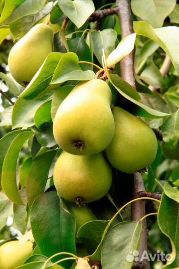 Саженцы груши колоновидной