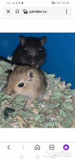 Монгольская песчанка