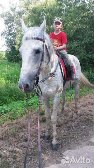 Верховая езда, иппотерапия, прогулки в лес