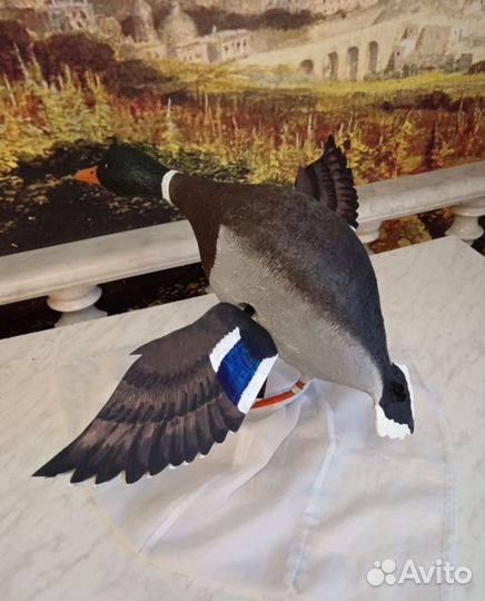 Селезень утки