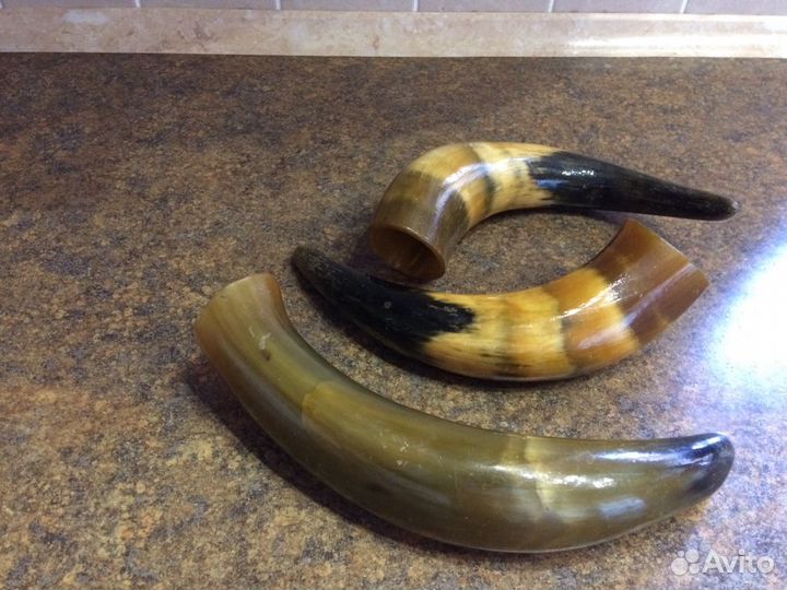 Рога натуральные -сувенир