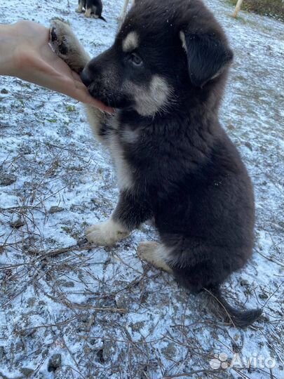 Отдам щенят бесплатно в добрые руки