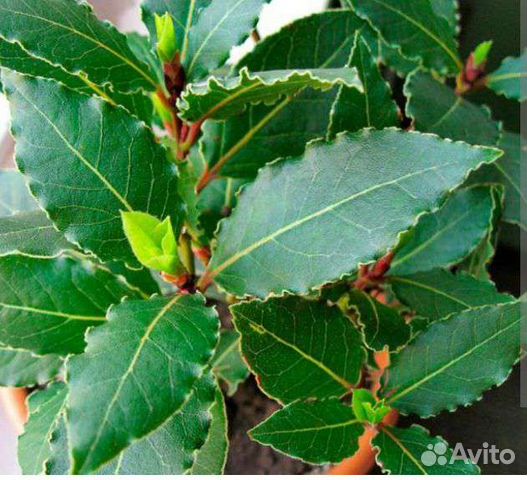 Лавровый лист Саженцы