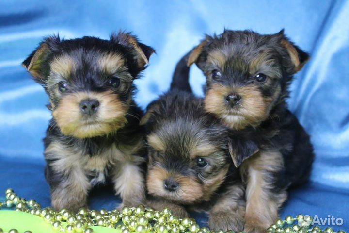 Йоркширский терьер