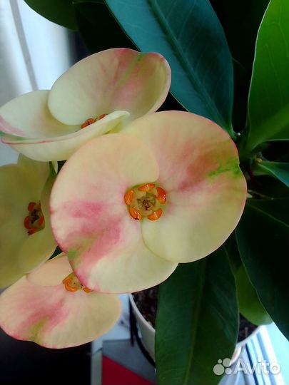 Молочай миля крупноцветковый