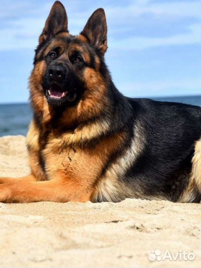 Выгул собаки