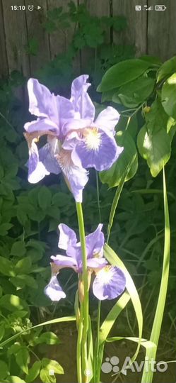 Многолетние цветы для сада