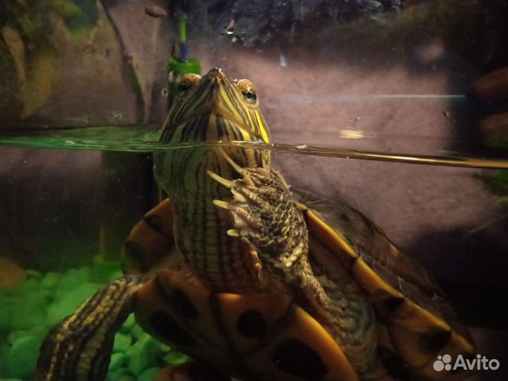 Красноухая черепаха