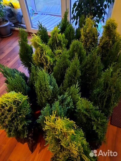 Туя западная Мария желто-зеленая