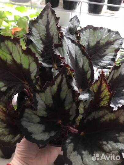 Бегонии декоративно-лиственные