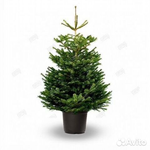 Пихта Нордмана 80/100 Abies nordmanniana 10л (D)