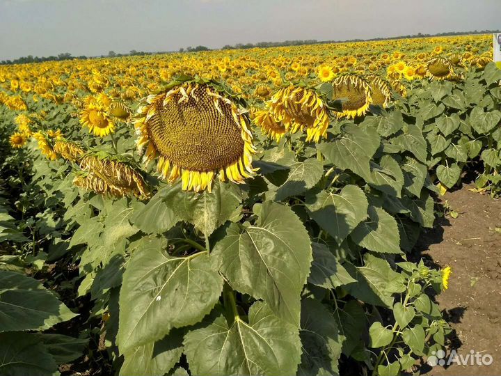 Нсх 6008 подсолнечник под Экспресс