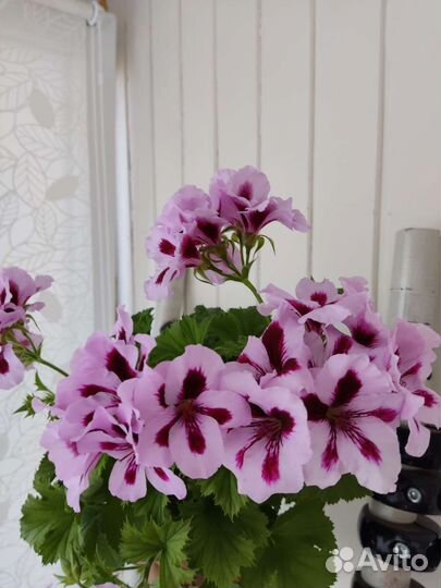 Герань пеларгония королевская