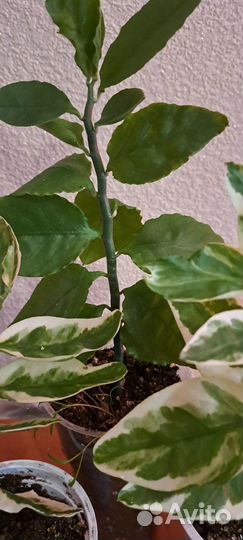 Педилантус комнатный