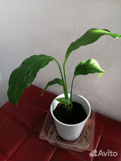 Спатифиллум