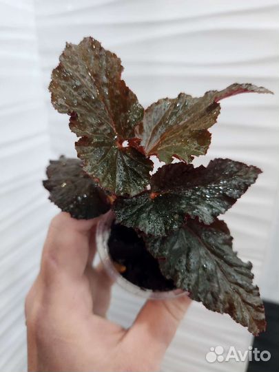 Бегонии сортовые