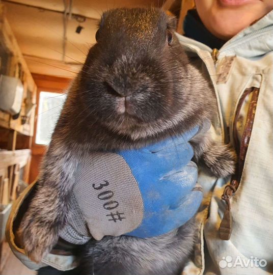 Кролики мясных пород на племя