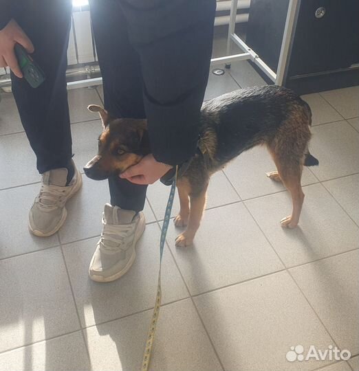 Небольшой собачке нужна семья