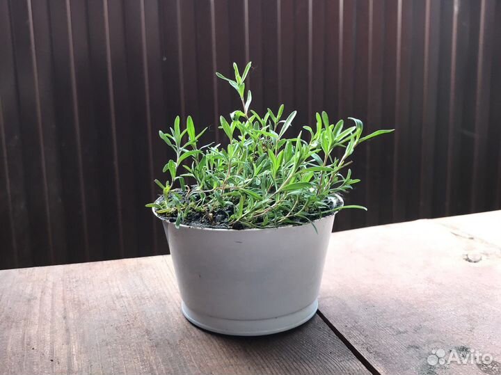 Анемона, жемчужница, гвоздика-травянка