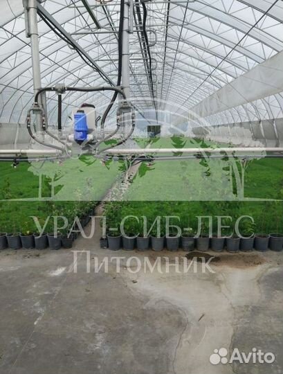 Голубая ель с зкс сеянцы