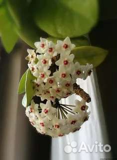 Хойя восковой плющ