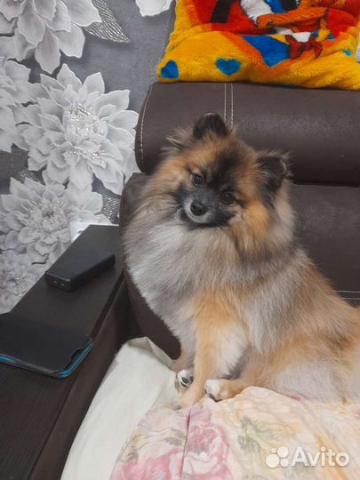 Шпиц ждет невесту на вязку