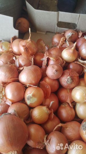Лук репчатый