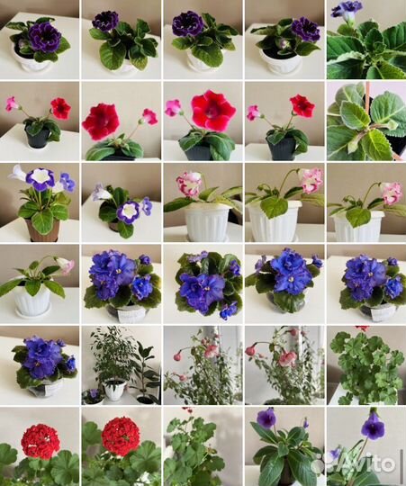 Цветущие Фиалки Глоксинии Фуксии Герани