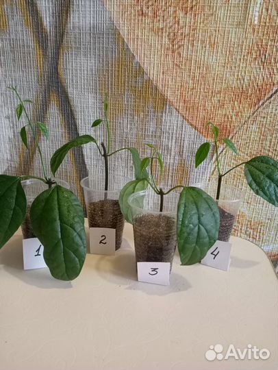 Клеродендрум Томпсона