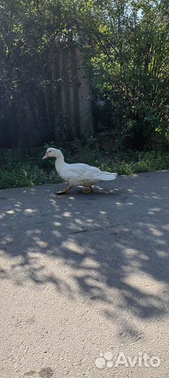 Мускусные утки