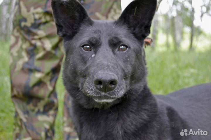 Нежная Уша очень скучает в приюте