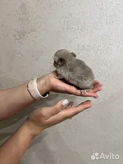 Продаются шиншиллы