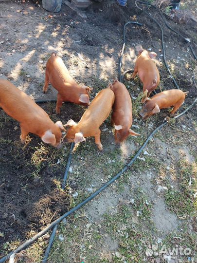 Продам поросят,породы Дюрок