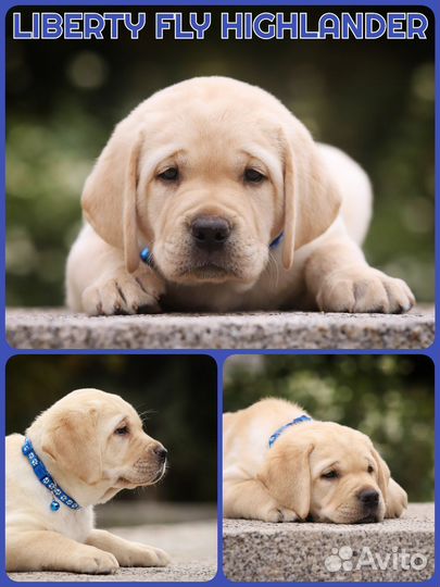 Щенки лабрадора ретривера