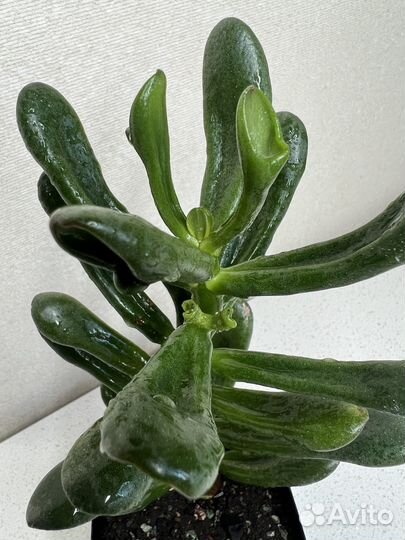 Крассула толстянка, Ред хорн, Овата, Сансет