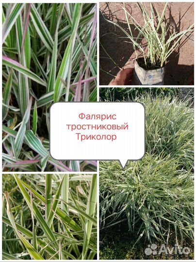 Фалярис тростниковый Триколор